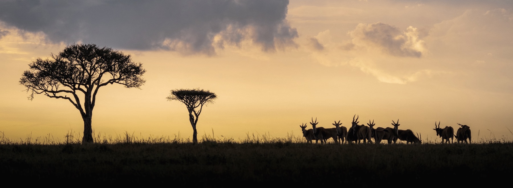 Acacia trees and a herd of eland silhouetted against a golden sunrise on the Kenyan savanna