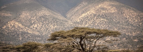 The Serengeti plain with a mountain in the distance